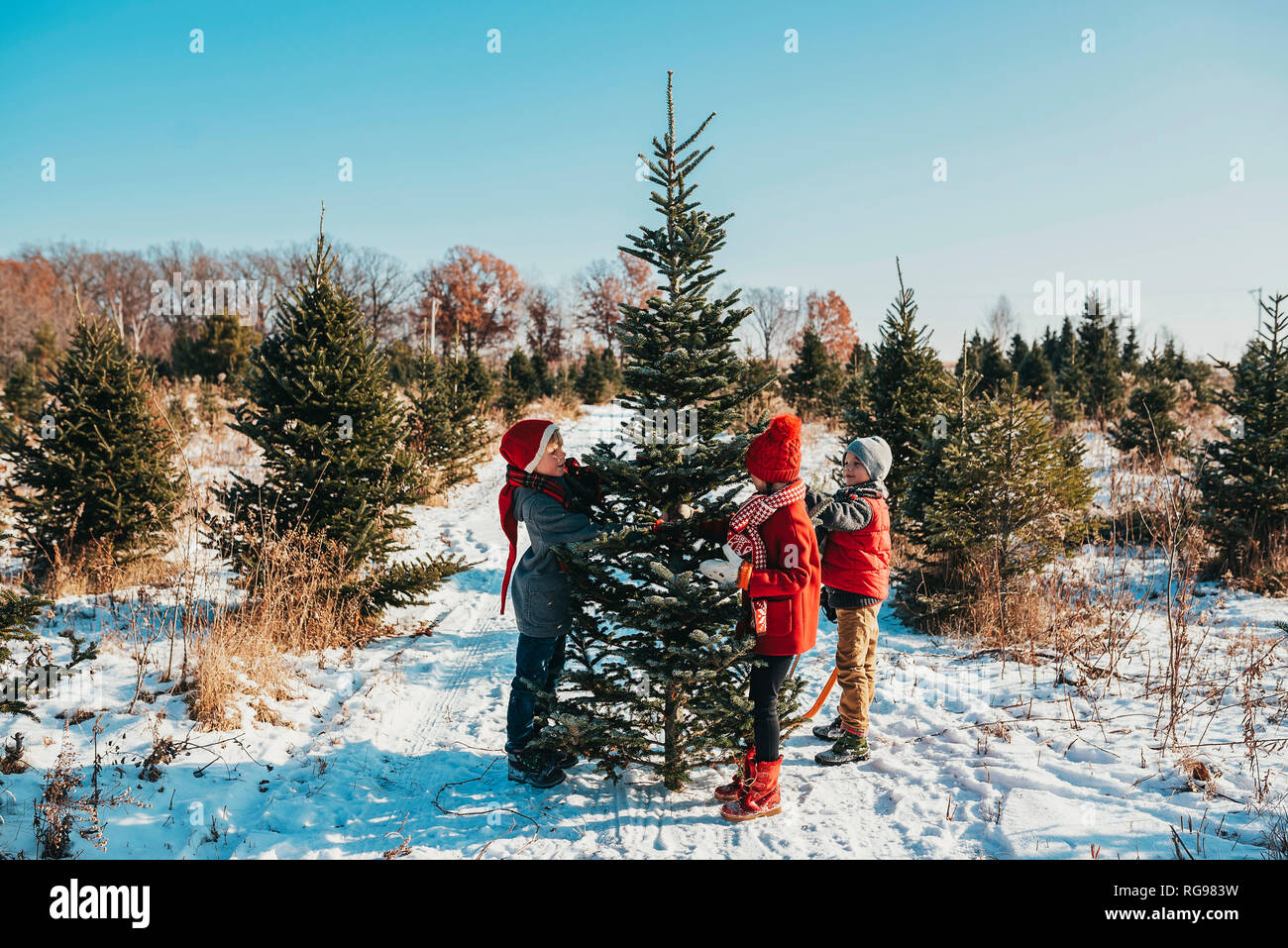 Tre bambini la scelta di un albero di Natale su di un albero di Natale agriturismo, Stati Uniti Foto Stock