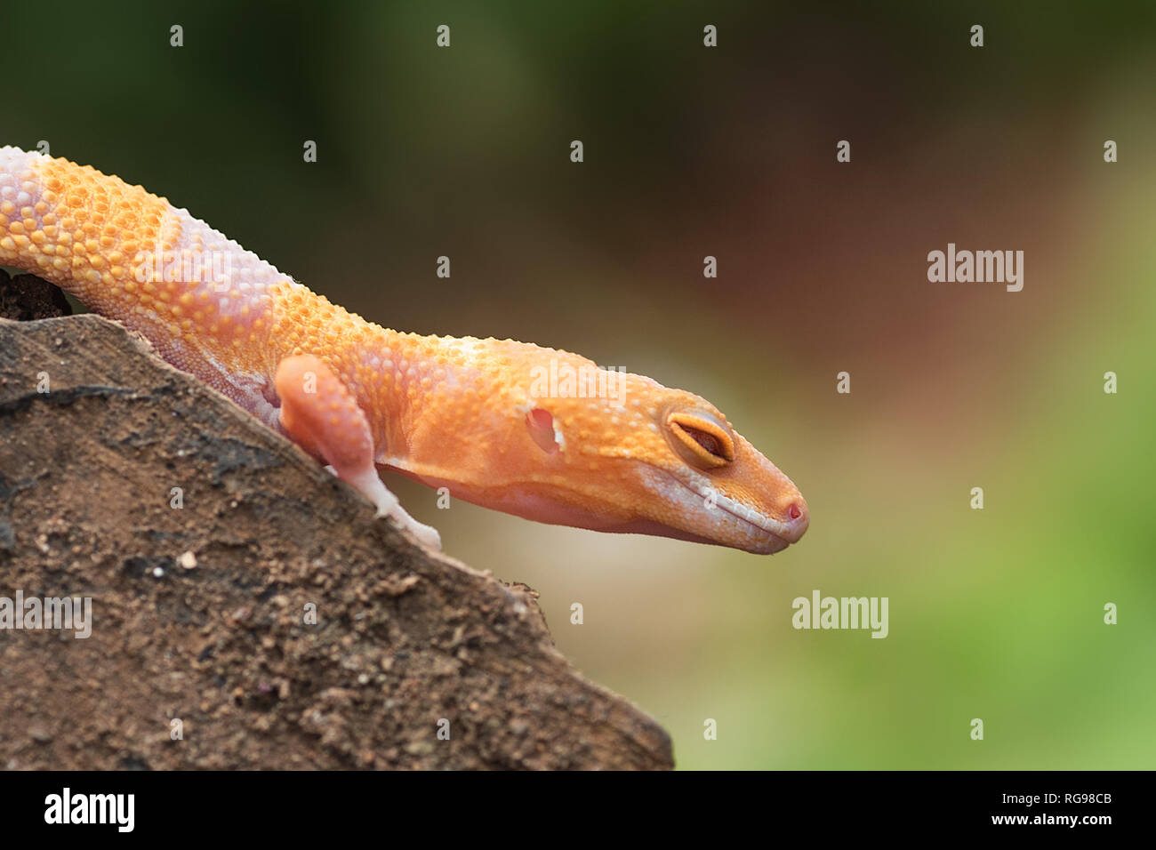 Close-up di un leopard gecko, Indonesia Foto Stock