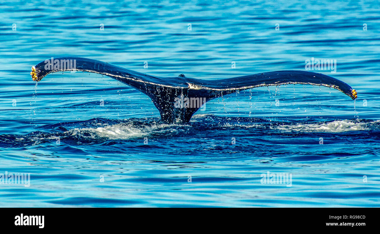 Humpback Whale Tail fluke in oceano, Maui, Hawaii, Stati Uniti Foto Stock