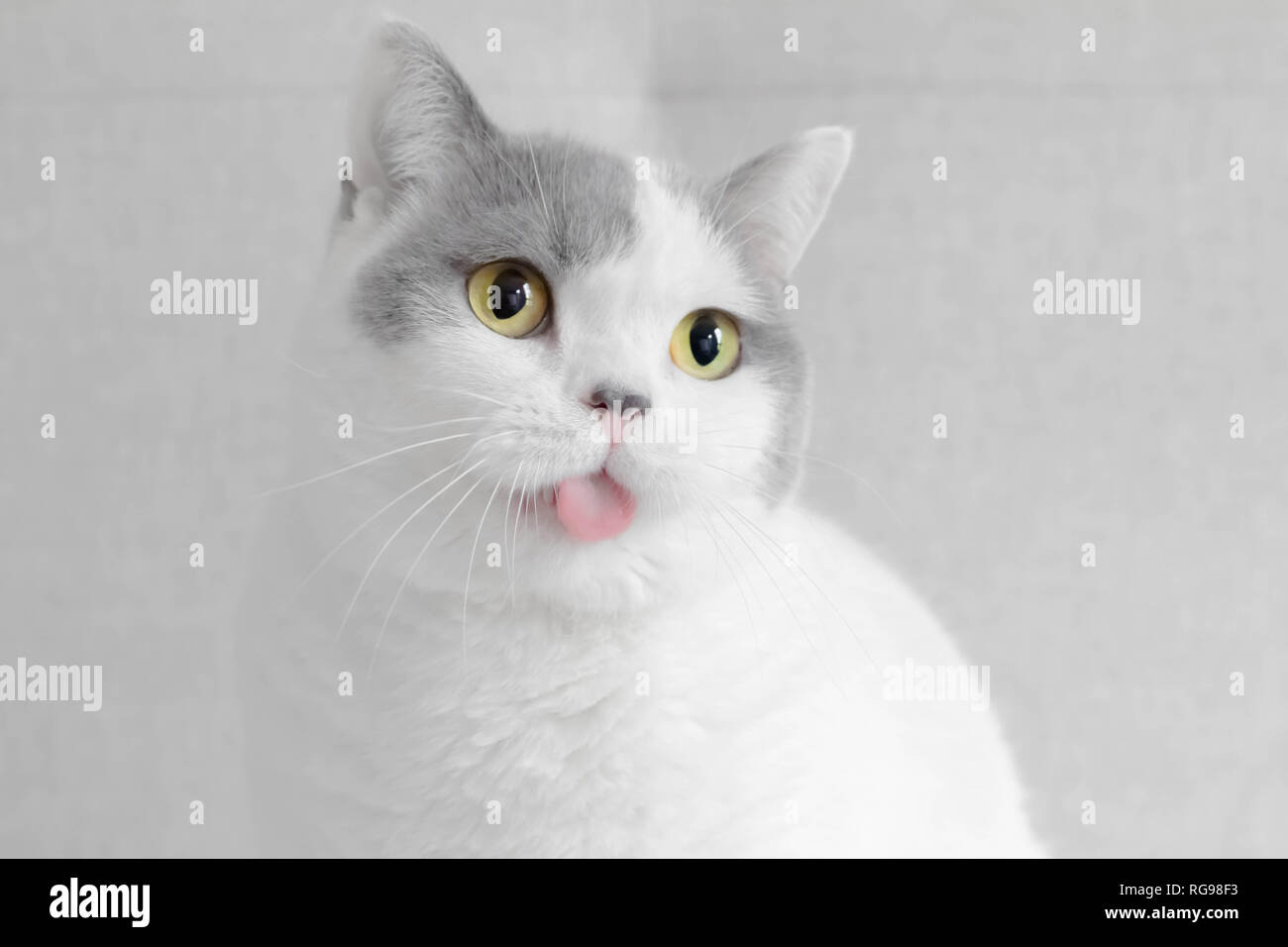 Ritratto di un British Shorthair cat spuntavano lingua Foto Stock