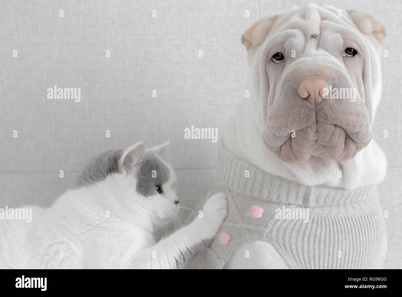 Gatto che tocca un cane cucciolo Shar pei indossando un maglione Foto Stock