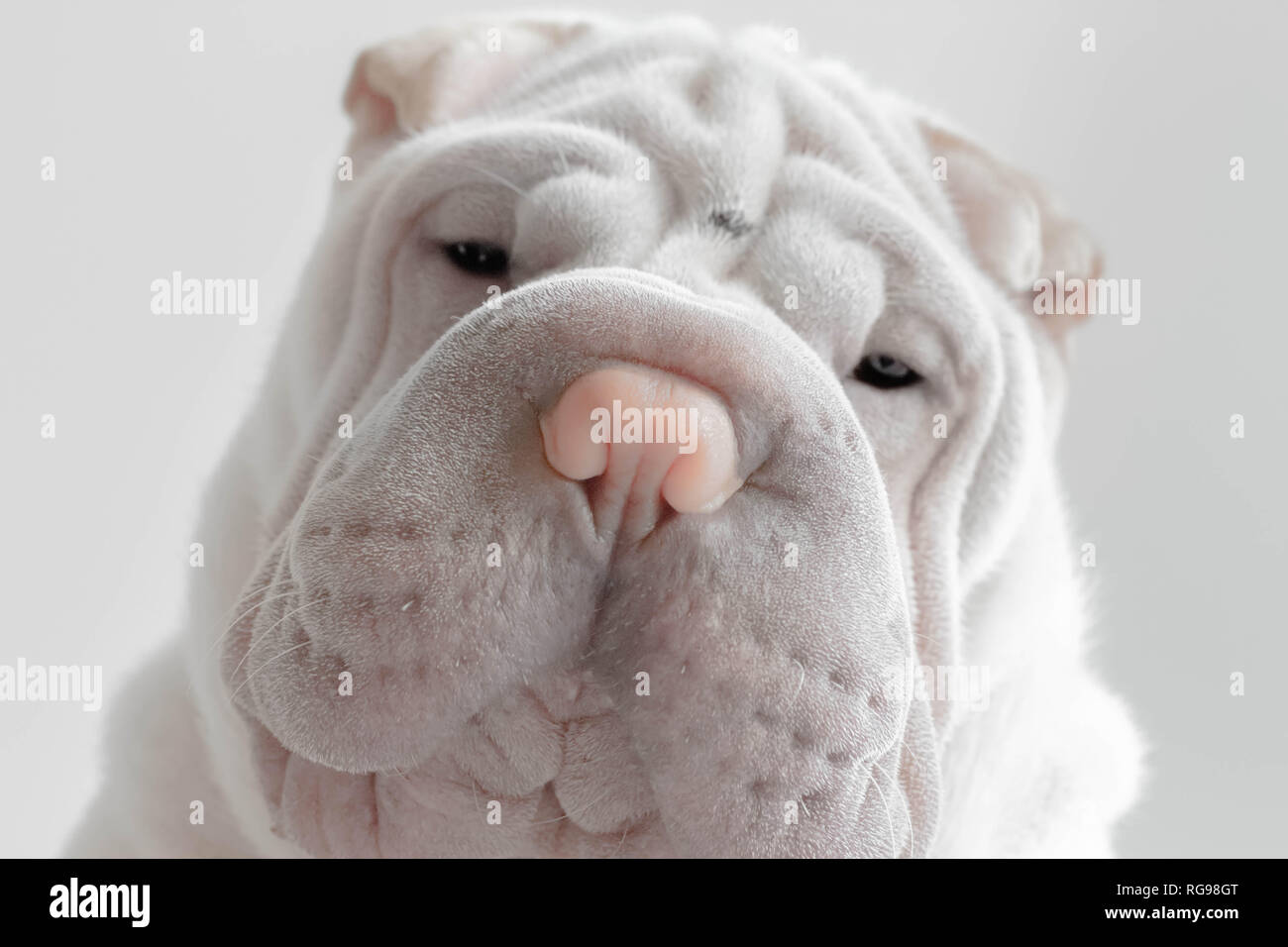 Ritratto di un cane cucciolo Shar pei Foto Stock