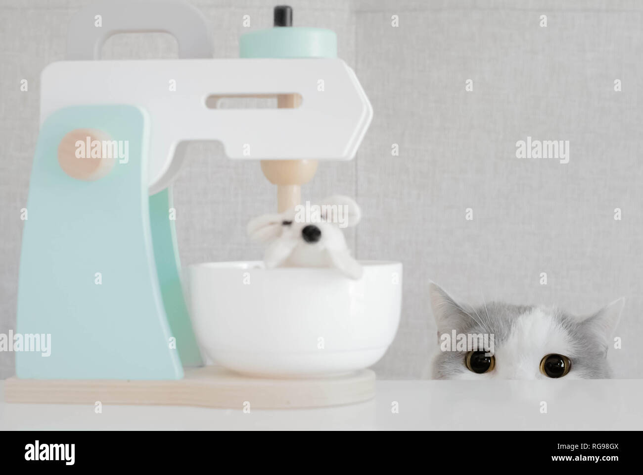 British Shorthair Cat guardando un mouse in un miscelatore per alimenti Foto Stock