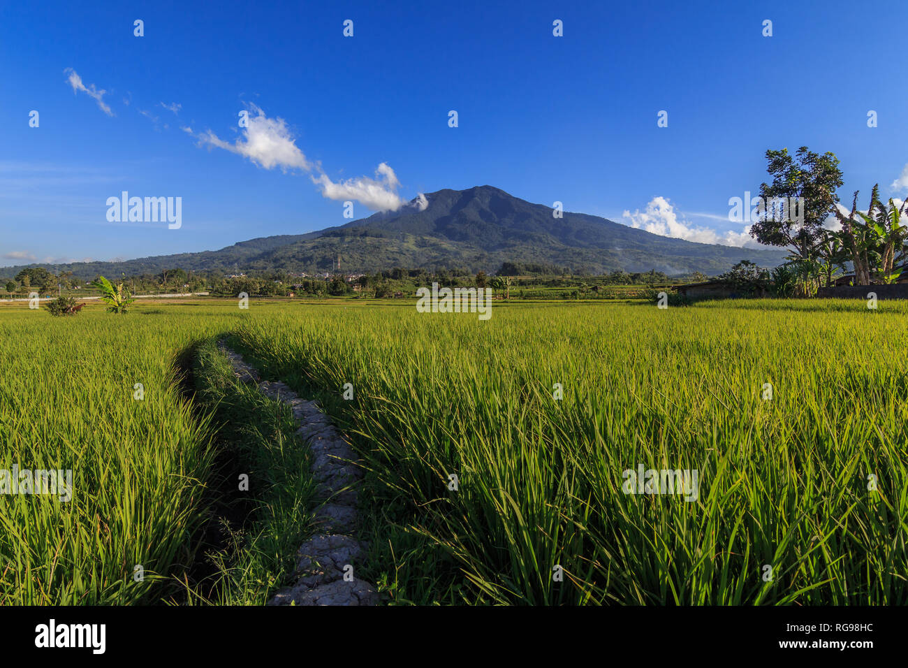 Risaie di fronte Singgalang Mountain, a ovest di Sumatra, Indonesia Foto Stock