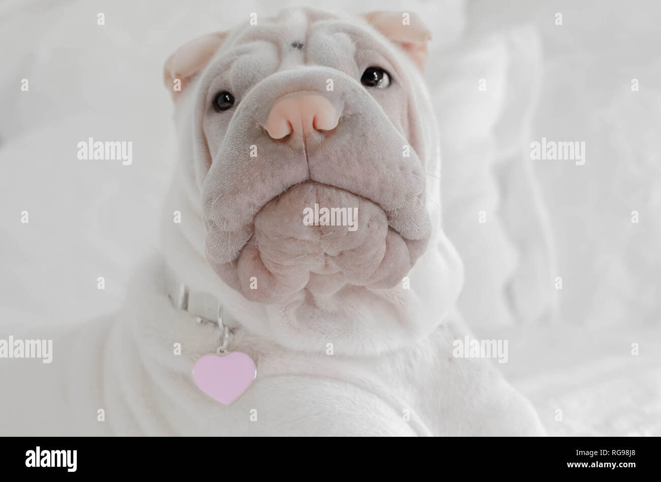 Shar pei cucciolo con cuore ID tag Foto Stock