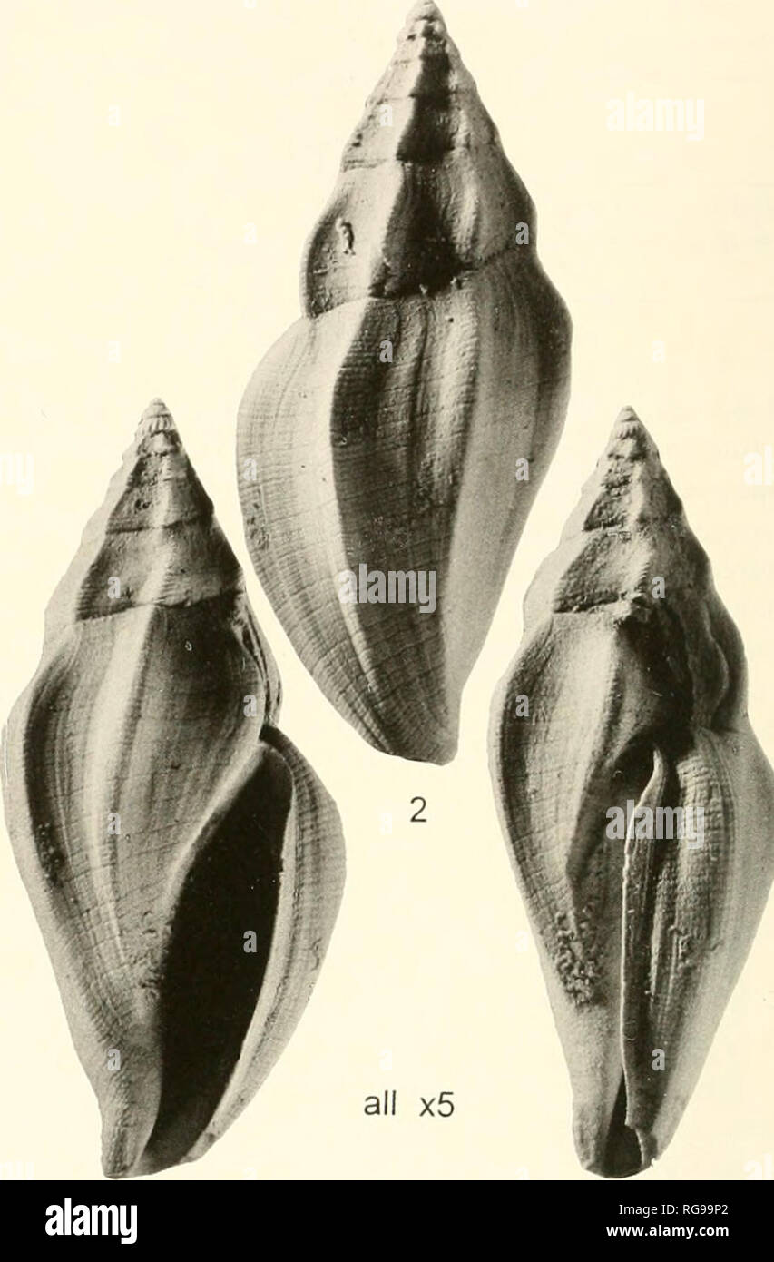 . Bollettini di American paleontologia. 66 Bollettino 366 Tabella 15.-misurazioni (in mm) o^ Lepicylhani tiirrila (Mans- campo. 1Q30). Modello ripristinato larghezza altezza altezza/ rapporto di larghezza USNM ^bwsa USNM USNM 369985 369986 6952 UF UF UF 71582 69302 69296 UF UF 48019 12,5 5,6 2,23 9,9 4,6 2,15 9,6 4,9 1,96 10,1 5,2 1,94 9,8 4,9 2,00 10,3 5,5 1,87 10.3 5.6 1.84 10.1 5.0 2.02 10.6 5.3 2.00 11,9 5,3 2,25 11,8 5,7 2,07 1 1,9 5,4 2,20 9,7 4,5 2,16 9,4 4,7 2,00 12,1 6,4 1,89 10,9 5.0 2.18 11,7 5,8 2,02 8,9 4,5 1,98 9,0 4,9 1,84 10.6 5.4 1.96 10.3 5.3 1,94 10,7 5,3 2,02 10,8 5,5 1,96 10.1 5.0 2.02 11.8 6.0 1 Foto Stock