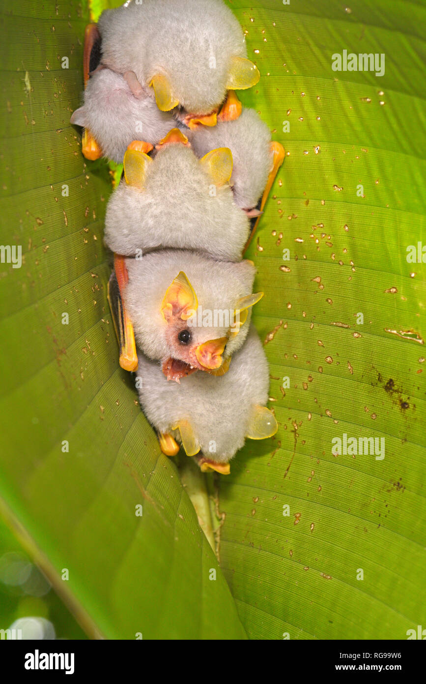 Honduregno tenda bianca Bat (Ectophylla alba) piccolo gruppo in appoggio sulla parte inferiore della balestra, Turrialba, Costa Rica, Ottobre Foto Stock