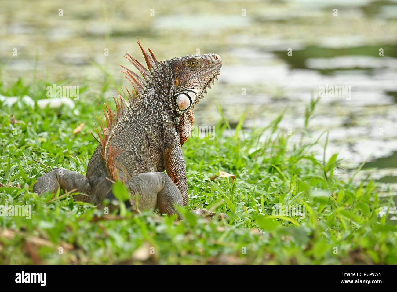 Comune o verde (Iguana Iguana iguana) adulto seduto in erba, Turrialba, Costa Rica, Ottobre Foto Stock