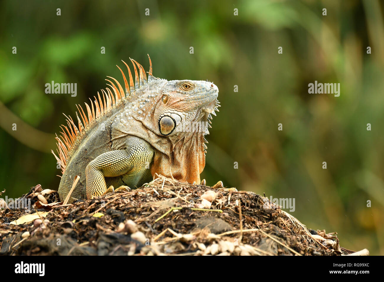 Comune o verde (Iguana Iguana iguana) maschio adulto nella riproduzione dei colori, Turrialba, Costa Rica, Ottobre Foto Stock