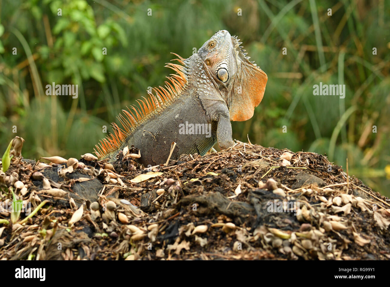 Comune o verde (Iguana Iguana iguana) maschio adulto nella riproduzione dei colori, visualizzazione di minaccia aggressiva postura, Turrialba, Costa Rica, Ottobre Foto Stock