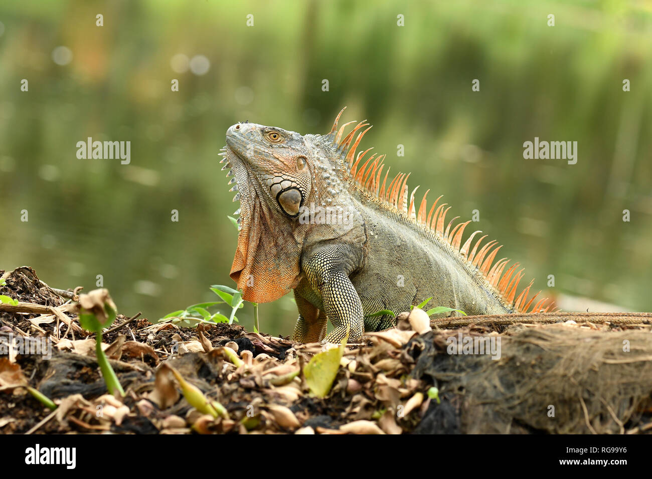 Comune o verde (Iguana Iguana iguana) maschio adulto nella riproduzione dei colori, Turrialba, Costa Rica, Ottobre Foto Stock