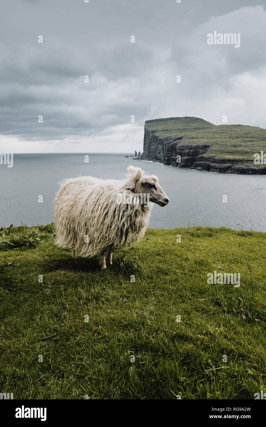 Una pecora delle isole Faerøer sul litorale Streymoy guardando attraverso Risin og Kellingin mare pile su Eysturoy nelle isole Faerøer. Foto Stock
