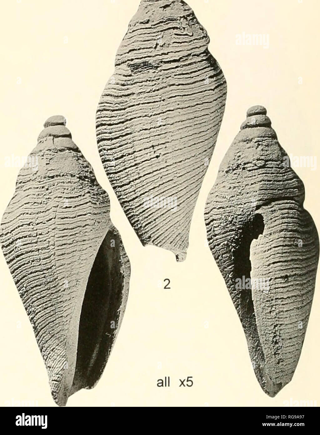 . Bollettini di American paleontologia. 16 Bollettino 366 Tabella 3.-misurazioni (in mm) di Lepicylliani hcisili.wii (Gard- ner. 1937). Altezza/ restaurata larghezza altezza campione rapporto di larghezza USNM 351224 (holotype) 10.1 3.8 2.66 USGS località 23979 5,8 2,2 2,64 UF 66069 9,4 3,6 2,61 UF 88143 6,2 2,6 2,38 5,6 2,2 2,55 UF 89592 6,0 2,3 2,61 3,7 1,7 2,18 ..^^J-'-i"^^ der. cioè si ha un minore angolo apicale di altre specie. Il solo le specie con cui Gardner (1937. p. 344) rispetto la sua L. huslli.rm è il vivente Mcini&GT;iliu (Cythara) cyniellu dallâ (1886:101, pi. 12^ f. 4). La scrivente ha ricevuto Foto Stock