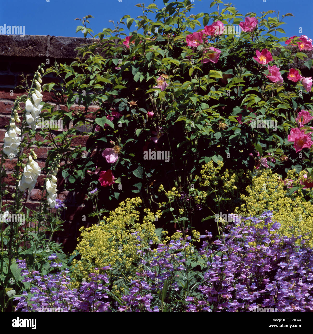 "Blu campanula con lady del mantello, rose e white foxgloves' Foto Stock