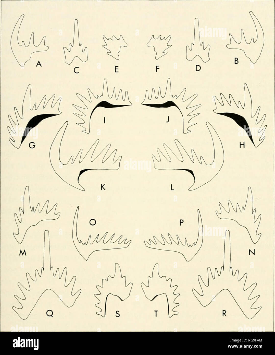 . Bollettini di American paleontologia. Ordovician conodonts: Bergstrom e dolce 345 tre syntypes di Oulndus casteri impulso e dolce (1960, pi. 36, figg. 1, 8, 12) rappresentano la stessa variante gruppi. Piccolo e fragile oulodus-elementi simili, presumibilmente il novellame, hanno un compressi lateralmente cuspide; più grande e più robusto esemplari, offrono. Text-fig. 9. A-F. Plectodiiia aculcata (Stauffer), X30. G-L. OuloJus orcgonia (Branson, Mehl, e Branson), X20. M-T. Furcata Plrctodina (Hinde). X30. Viste schematiche dell'cordylodiis-come {A,B,K,L; 0,P), trichonodella-simili (C,D; Q,R), zygognathus-simili (E,F Foto Stock