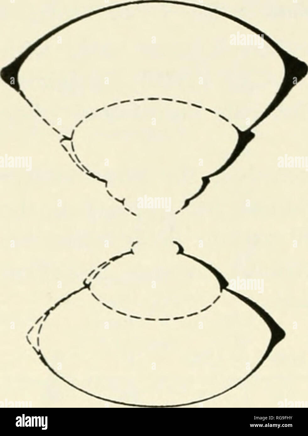 . Bollettini di American paleontologia. 152 Bollettino 255. Text-fig. 50. - Sezione di Docido- crras ^}Pseudocidoceras o n. subgen.], n. sp. indet. B phragmocone incompleta, loc. WA 3 alla base del E. amplcc- icns zonule (McM J 930) ; X 1- vortici del phragmocone (da 9 a 10 per halfwhorl) che in vortici interni, sono molcletl nella successiva cucitura ombelicale. I secondari sono moderatamente forti, piuttosto denso (10 per halfwhorl) e debolmente prosoradiate. Il corpo camera rimane fortemente depressa con dominanti quasi-midlateral nodi o spine; i fianchi interni sono lisci, la se Foto Stock