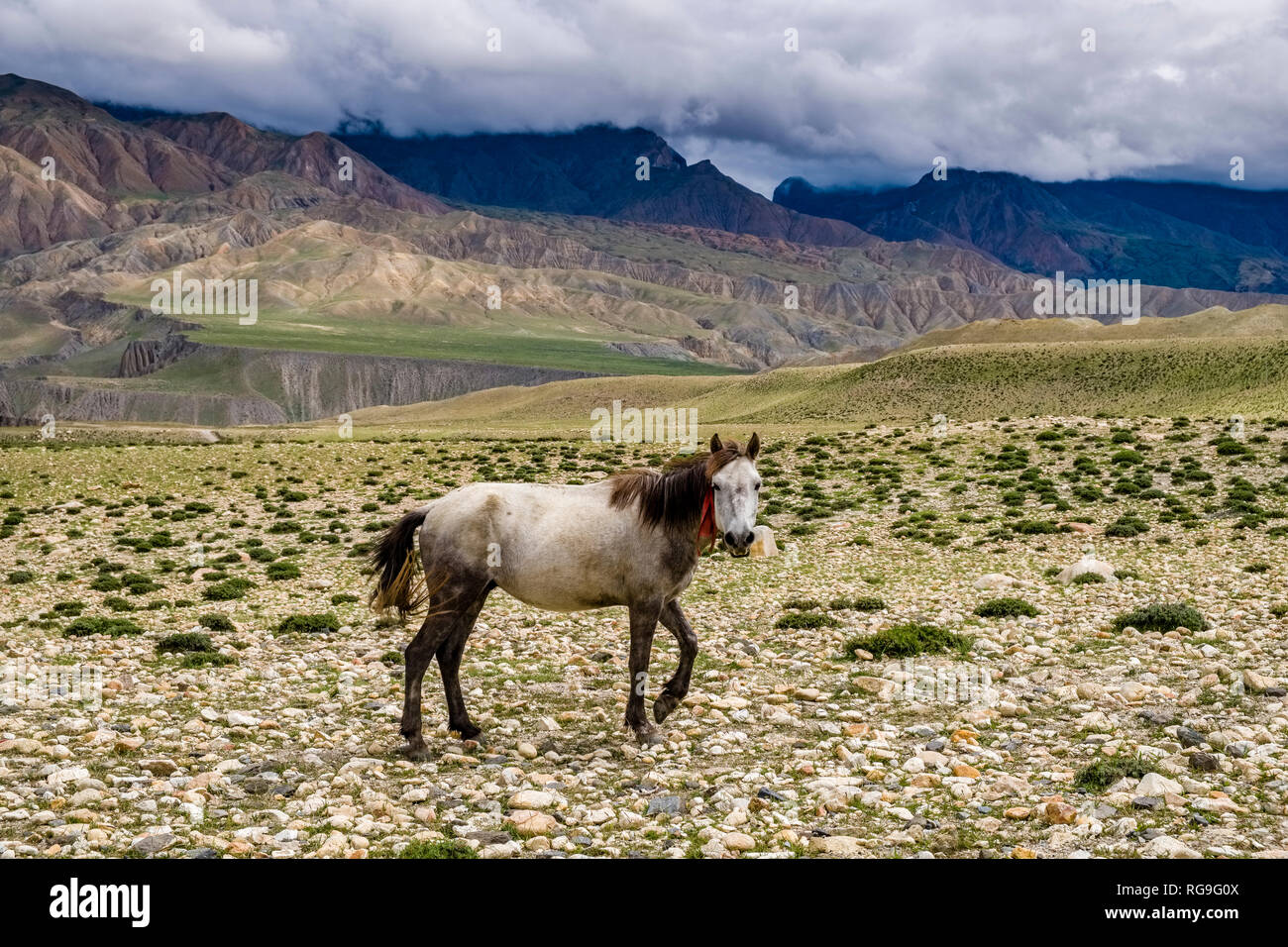 Un cavallo bianco è di pascolare nel paesaggio arido di Mustang Superiore Foto Stock