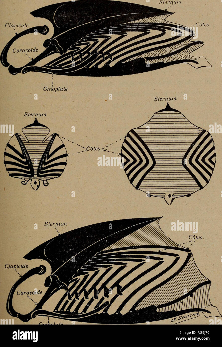 . Bollettino SOCIETE D'Histoire Naturelle de Toulouse (et de Midi Pirenei). PLÈVRE ET CAGE THORACIQUE 57 sterno     Cotes. Omoplate Fig. q. - Schema exprimant le fonctionnement de la paroi thora- 9 cique d'onu oiseau plongeur, le Guillemot (n.a. troile).. Si prega di notare che queste immagini vengono estratte dalla pagina sottoposta a scansione di immagini che possono essere state migliorate digitalmente per la leggibilità - Colorazione e aspetto di queste illustrazioni potrebbero non perfettamente assomigliano al lavoro originale. La Société d'histoire Naturelle de Toulouse. Foto Stock