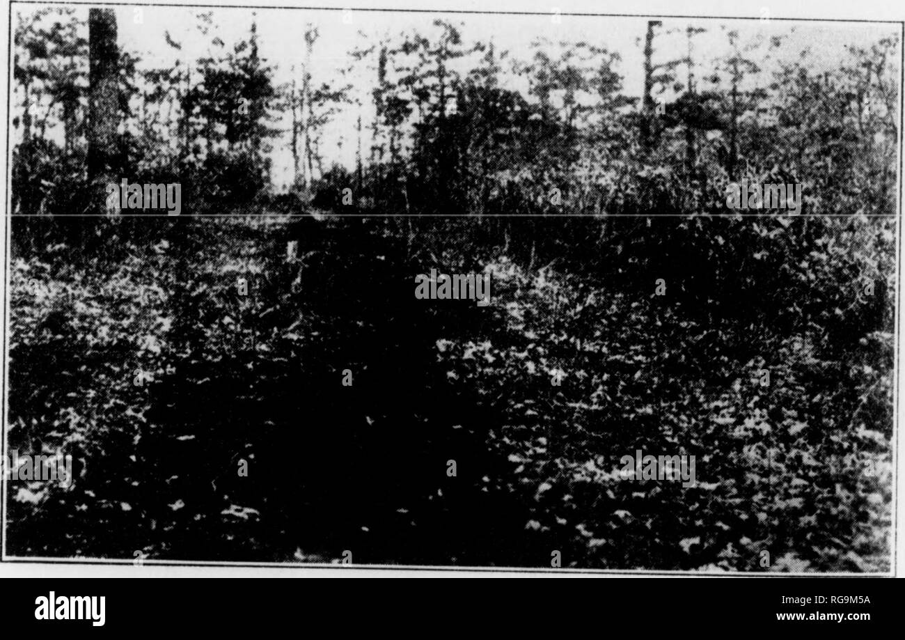 . Bollettino (Pennsylvania Dipartimento delle foreste e delle acque), n. 46-50. Le foreste e la silvicoltura. Quando tale materiale diventa secca e somo incurante singoli di-.,,)s una scintilla su di esso o in prossimità di essa, un incendio può essere avviato (juickly. Questo può m u, estremamente fuoco caldo a destra al edj>e dell'area sgombra. Se |,(. a destra della strada è stretta, il fuoco può essere facilmente portato su iho lato di esso, a causa del calore prodotto dalla combustione di così inuHi materiale accumulato. Allo stesso tempo, le fiamme possono essere così caldo come per evitare che i vigili del fuoco di utilizzare l'area pulita come un b.isc di attacco. Tutti spazzola Foto Stock . Bollettino (Pennsylvania Dipartimento delle foreste e delle acque), n. 46-50. Le foreste e la silvicoltura. Quando tale materiale diventa secca e somo incurante singoli di-.,,)s una scintilla su di esso o in prossimità di essa, un incendio può essere avviato (juickly. Questo può m u, estremamente fuoco caldo a destra al edj>e dell'area sgombra. Se |,(. a destra della strada è stretta, il fuoco può essere facilmente portato su iho lato di esso, a causa del calore prodotto dalla combustione di così inuHi materiale accumulato. Allo stesso tempo, le fiamme possono essere così caldo come per evitare che i vigili del fuoco di utilizzare l'area pulita come un b.isc di attacco. Tutti spazzola Foto Stock