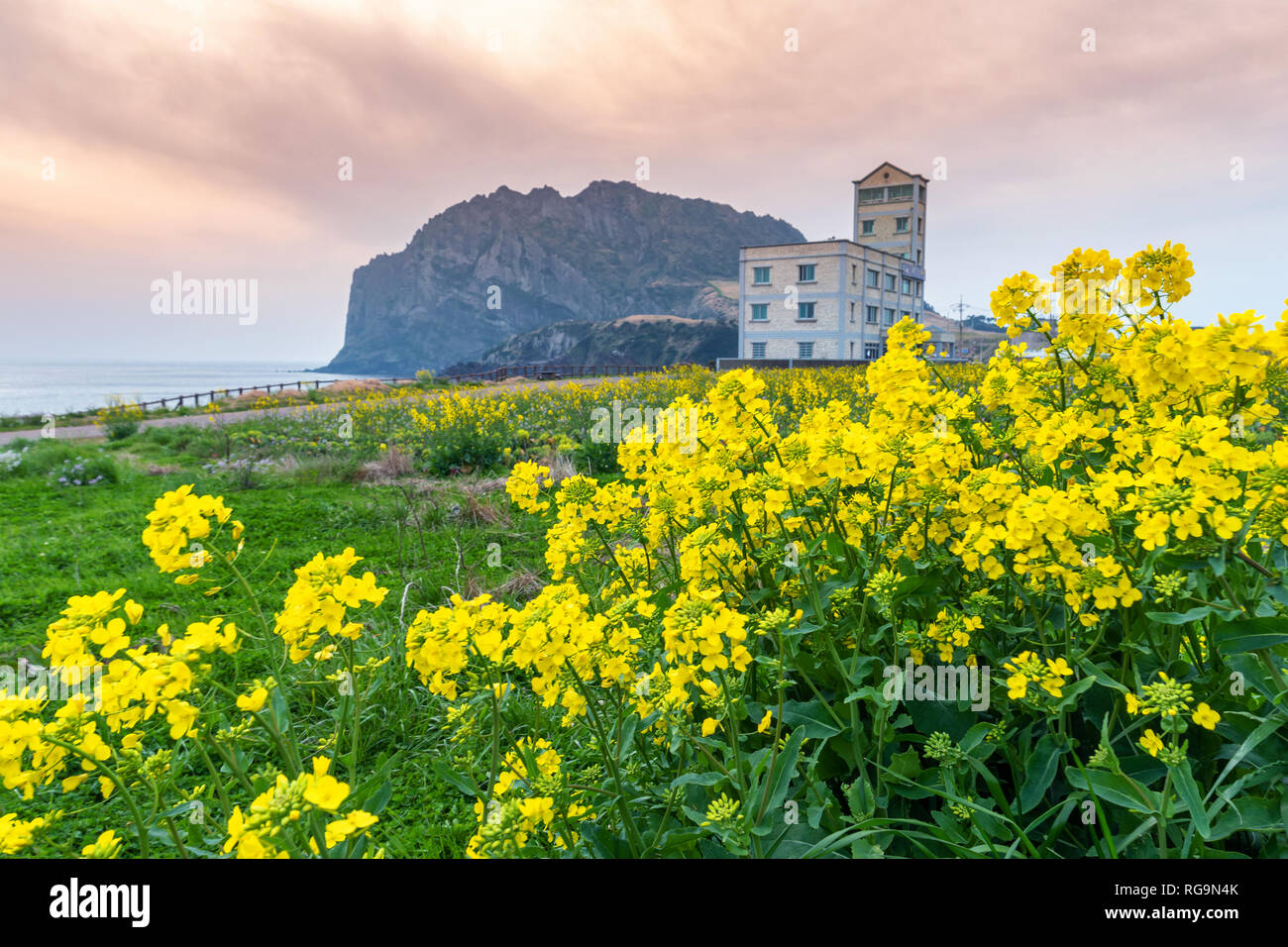 Jeju Island Corea del Sud, Canola Field paesaggio a Seongsan Ilchulbong Foto Stock