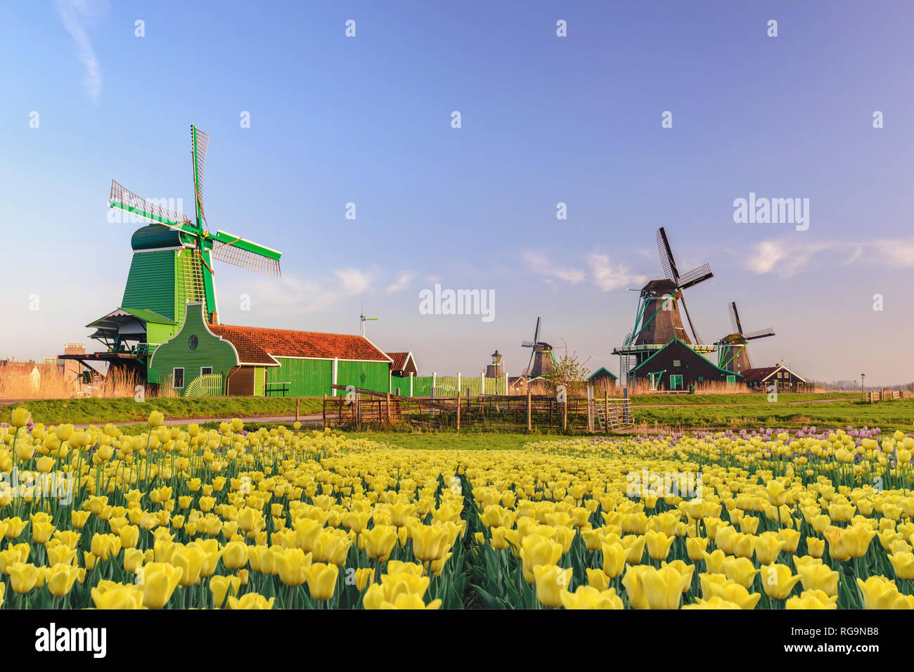 Amsterdam Paesi Bassi, mulino a vento olandese e la casa tradizionale a Zaanse Schans Village con campo di tulipani Foto Stock