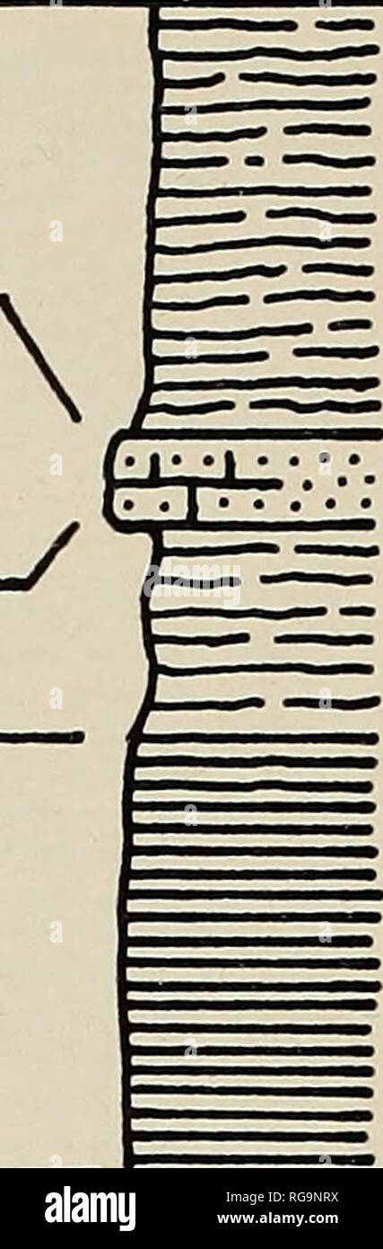 . Bollettini di American paleontologia. Paleontologia. 176 Bollettino 196 località K-55 £ Q . Argilla Oh- Città mbr SUNBURY SHALE BEDFORD SHALE 1'6' 4'6' 9'6'. *9. Scisto, argilloso, verde grigio; non misurata. 3'2' 47 •£ *5. Contattare cucitura; scisto umido. *4. Scisto, Sandy, semi-fissile in parte argilloso, Grigio oliva a buff a bas&gt; 3. Shale, nero, fissili; alto 5 piedi e inferiore 1 piedi campionato. J 8. Siltstone, calcarei, duro, buff. 7. Scisto, argilloso, buff grigio, weathered giallo. 6. Scisto,, nero, fissili; piede superiore weathered soft, caffè-colorato.. Si prega di notare che queste immagini vengono estratte dalla scansione Foto Stock