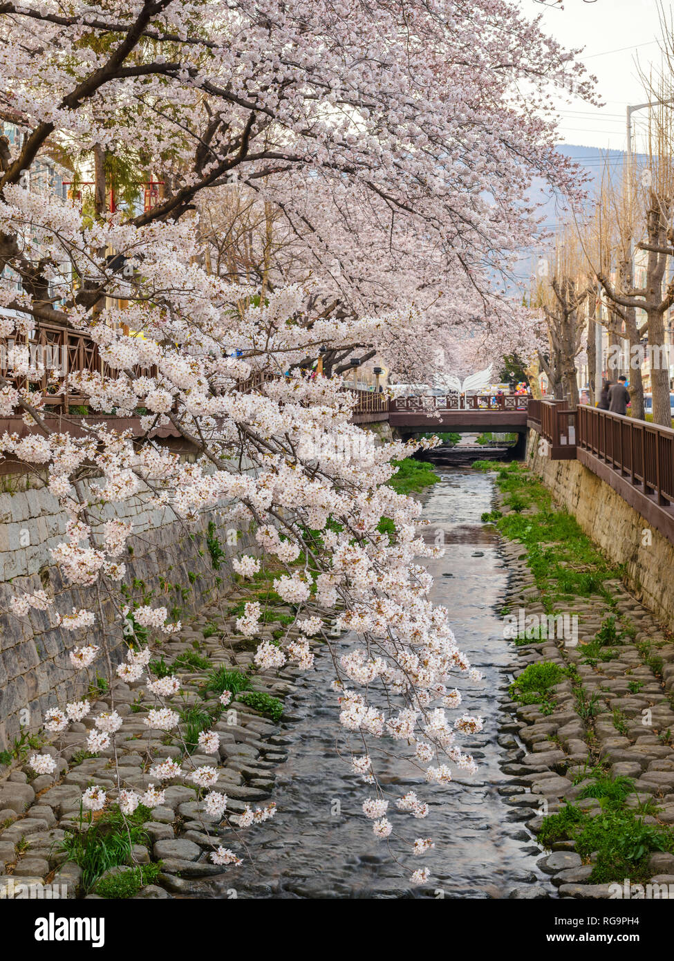 Jinhae Corea del Sud, la molla di fiori di ciliegio a flusso Yeojwacheon Foto Stock