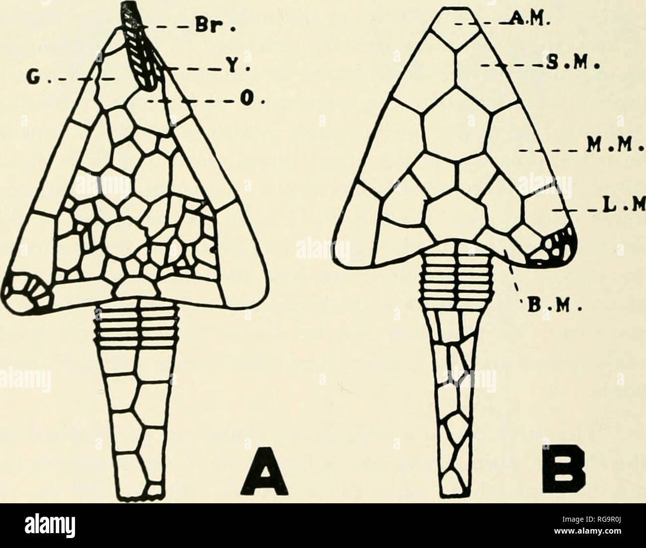 . Bollettini di American paleontologia. III) Bollettino 221 dolomite matrix e la trama della superficie della porzione elevata della piastra non differiscono da piastre adiacenti e nessuna base per il crivello madreporite piastra esistente. Se o non il poro genitale è stato aperto alla speculazione: potrebbe ancora avere stato un acqua dei pori di aspirazione, cioè hydropore. A destra del "G" piastra è situato il braccio che sembra problema dalla elevata "O" piastra (vedi testo-figg. 5, (i) . ed è al di sotto di questa piastra dove la "bocca" è senza dubbio lo- cato. Giustapposta alla destra del th Foto Stock