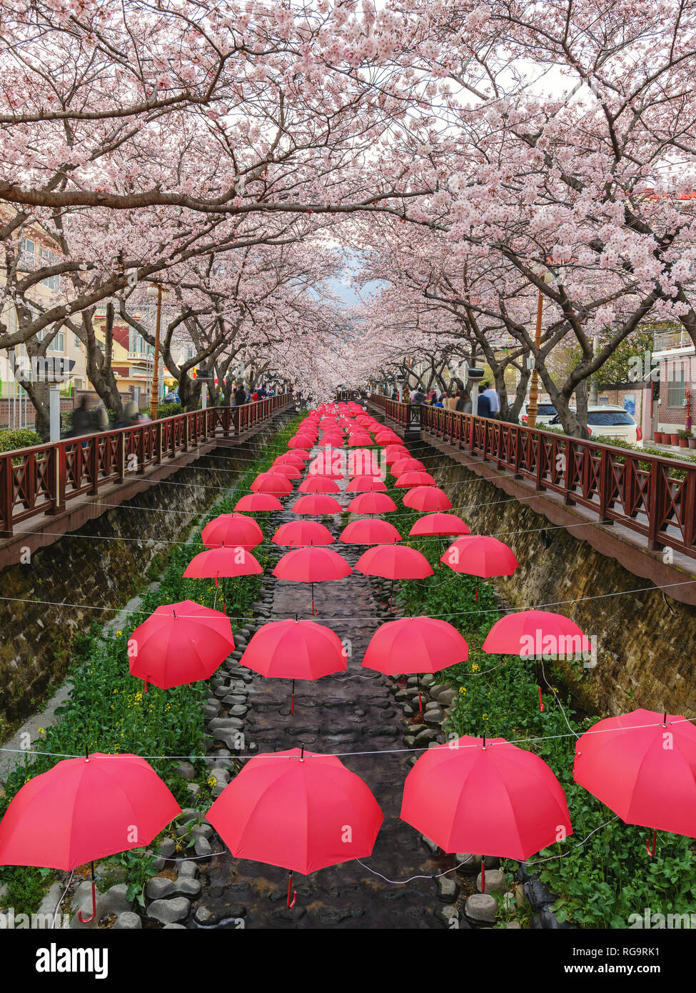 Jinhae Corea del Sud, la molla di fiori di ciliegio a flusso Yeojwacheon Foto Stock