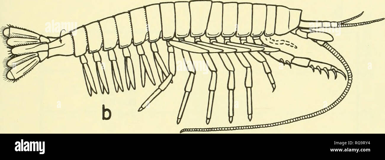 . Bollettini di American paleontologia. . Acanthotelson stimpsoni Polaeocaris typus c ID - * X CM 00 CD E Nf o su 2 CM DI CO 2* &gt; Ql |S o CO &gt; 0. CD CO CO CD &gt; a. CO CD 3L0 2&lt;o ro r- &gt;- a a r- &gt; a." &gt;- una. o IO CO CO &gt; un CO CM r"- 0) &gt; a. IO en &gt; a. La lunghezza del corpo 31 53 21 12 31 28 28 18 20 22 23 18 20 19 23 Lunghezza della testa 3 5 2,5 1,6 34 3 3,2 2,8 2 2,1 25 2J 2.3 2.2 2.5 LUNGHEZZA DEL TORACE 17 27 10 6 17 14 18 8,7 a2 100 M.0 81 8,7 106 lunghezza 0F6thTH.T 20 3,8 17 1,4 22 19 20 2,8 •.9 2.3 24 2J 2.3 18 24 lunghezza della seconda ABD.T. 22 3,7 1,7 14 1,9 1,9 2,0 1,2 I.I IP 1.3 07 17 Foto Stock