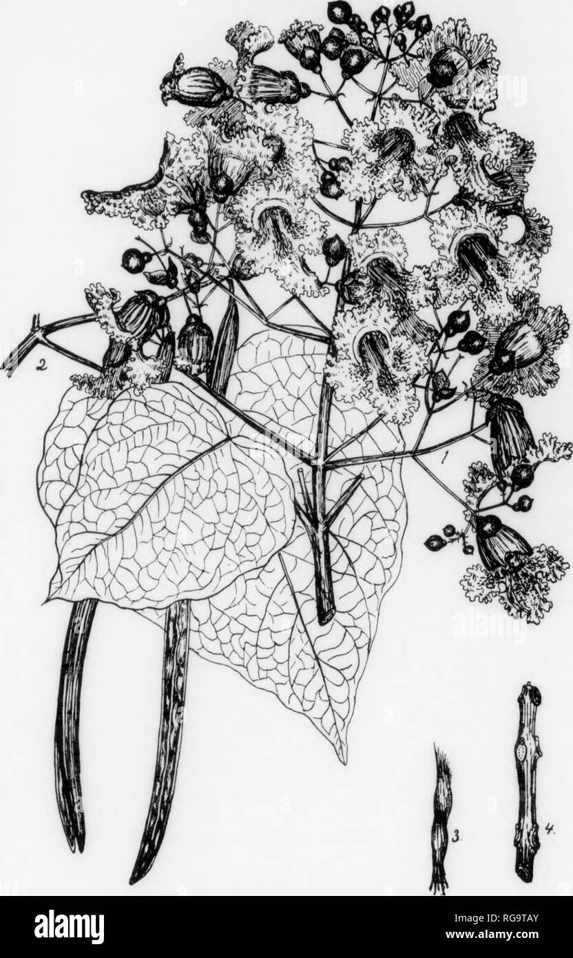 . Bollettino (Pennsylvania Dipartimento di silvicoltura), n. 11. Le foreste e la silvicoltura. Piastra CXXIII. CATALPA 1. Un piiii'cli; di fl'iwors, X L- 2. Un l.iMiMh con due tir.)("i)iiii: sigaro-liki; frutti, 3. Un seme alato, x J. 4. Un ramoscello d'inverno, x j. Vedere I'tardi II. till' oiu' iipeu split che mostra i semi, x §. 217 CATALPA Catalpa bignonioides, Walter FAMIGLIA E GENERE DESCRIZIONE-Thls tree appartengono alla famiglia di bignonia, Bignonl- aceae. che eonu.rlses atK)ut 100 generi ANJth l.noo speeles. Mbst dei rappresentanti di questa famiglia si verificano nei tropichi; solo pochi si trovano nella zona temperata. Essi oc Foto Stock