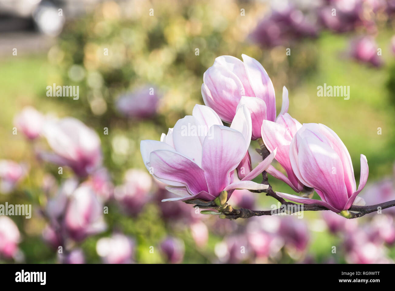 Bellissimo fiore di albero di magnolia. splendida primavera natura sfondo. gara fiori viola Foto Stock