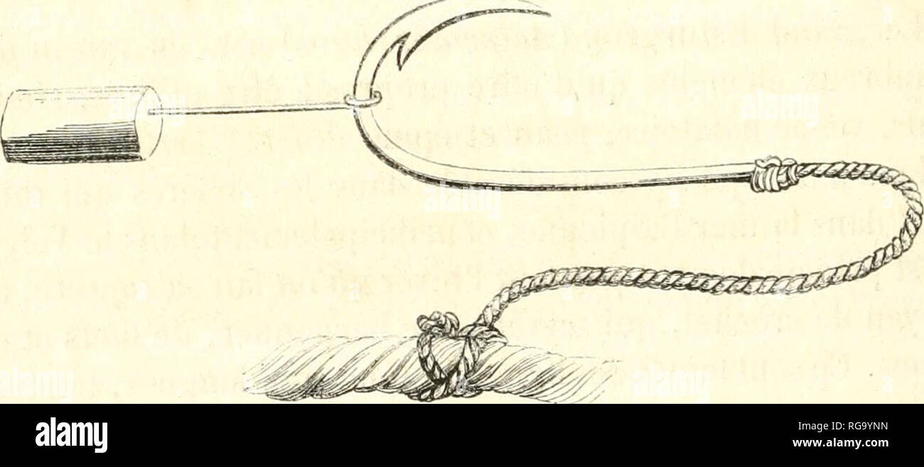 . Bollettino de la Socit impriale zoologique d'Acclimatation. Socit impriale zoologique d'Acclimatation; animali; zoologia, economico; botanica, economico. 38*2 SOClÃTli IMPÃRIALE ZUOLOGIQUE d'Acclimatation. seule rangÃ©e d'hameÃ§ons ciondoli, tantÃ't deux rangÃ©es, et alors la seconde est maintenue au-dessus de la ligne par de petites floues de bois fixÃ©es Ã chaque hameÃ§a. Su pÃªche aussi l'esturgeon au moyen de grands fdets formant muraille et tendus en travers du Fleuve : Filetti di ces sont fixes ou peu- Ãªtre sfiato mis en mouvement au moyen de barques; le barrage est constituÃ© tantÃ't par onu seul Foto Stock