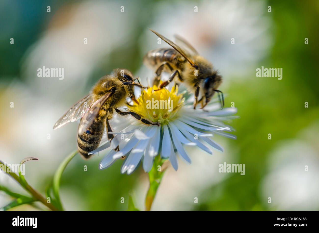 Due api su un fiore Foto Stock