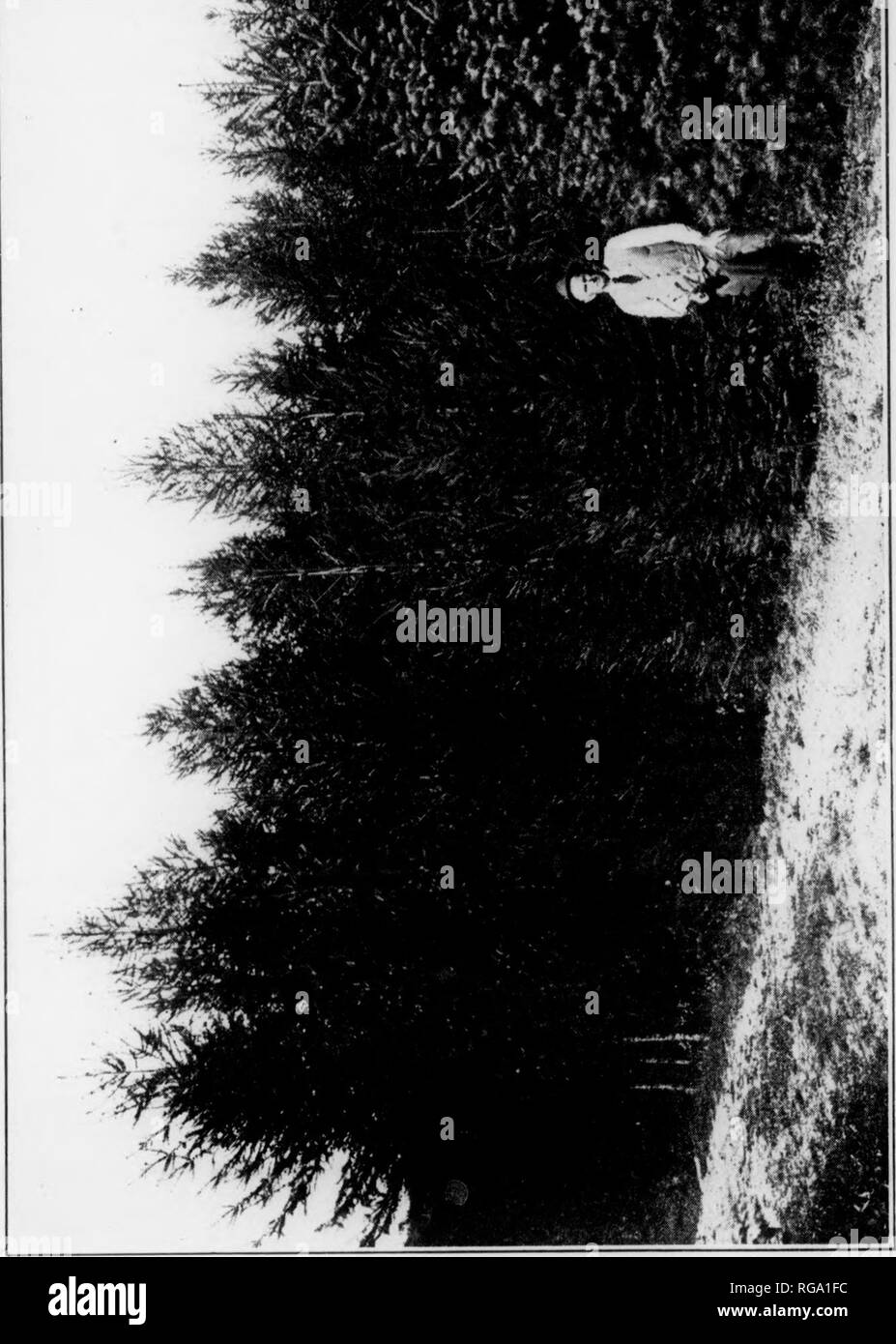 . Bollettino (Pennsylvania Dipartimento di silvicoltura), n. 11. Le foreste e la silvicoltura. riUMM 81 'â â"' &amp;S' i. Ciao y. &Gt; m Y. y un: Q P-H ^ C H c &lt; K (â1 ^^ 71 o da una combinazione dei seguenti metodi:â(1) naturale, dove la natura, aiutata in misura limitata dall'uomo, semina e produce germogli. (2) artificiale, dove l'uomo semina i semi o le piante piantine. Il primo è di solito parlato di come la rigenerazione naturale e quest'ultimo come artificiali rigenerazione. In entrambi i metodi la natura fa la maggior parte del lavoro; ma l'uomo aiuta la natura più nel metodo artificiale rispetto al metodo naturale. Natura wor Foto Stock