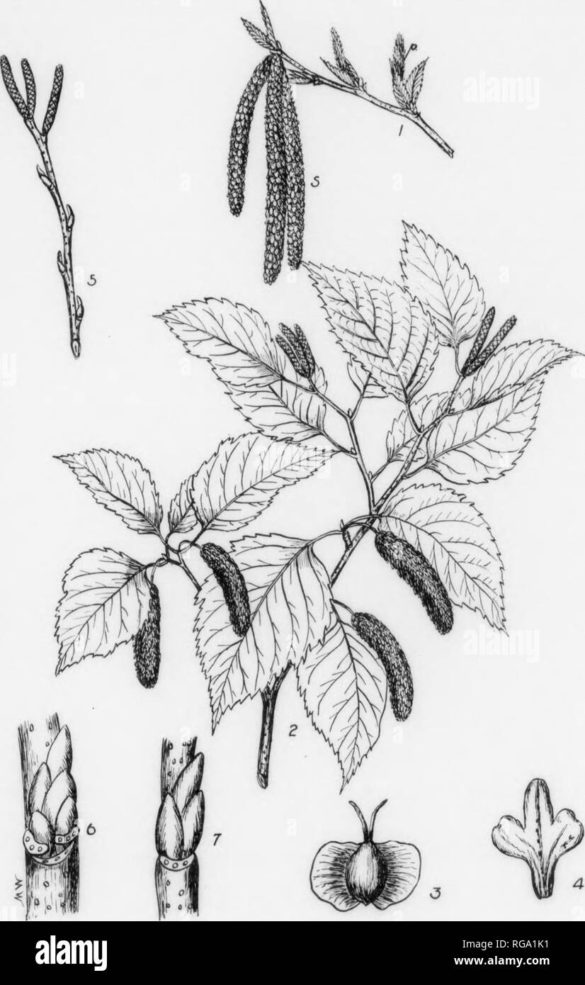 . Bollettino (Pennsylvania Dipartimento di silvicoltura), n. 11. Le foreste e la silvicoltura. lU ill carta betulla. Betula alba var. papyrifera, (Marshall) Spach. FORM-un grande albero di solito il raggiungimento di un'altezza di 50-75 ft. con un diametro di 1-2 m., ma può roach un altezza di 80 ft. con un diametro di 3 piedi. Trunk in aprire cresciuti alberi corti e coperto quasi alla base con sponde laterali, spesso rami ascendenti; in stretta sorge branchless inferiore e il cuscinetto una stretta testa aperta. Corteccia-il tronco e i rami più vecchi gessoso al bianco crema e pelatura nella sottile fllm- strati simili che si tinge di giallo e coperto Foto Stock