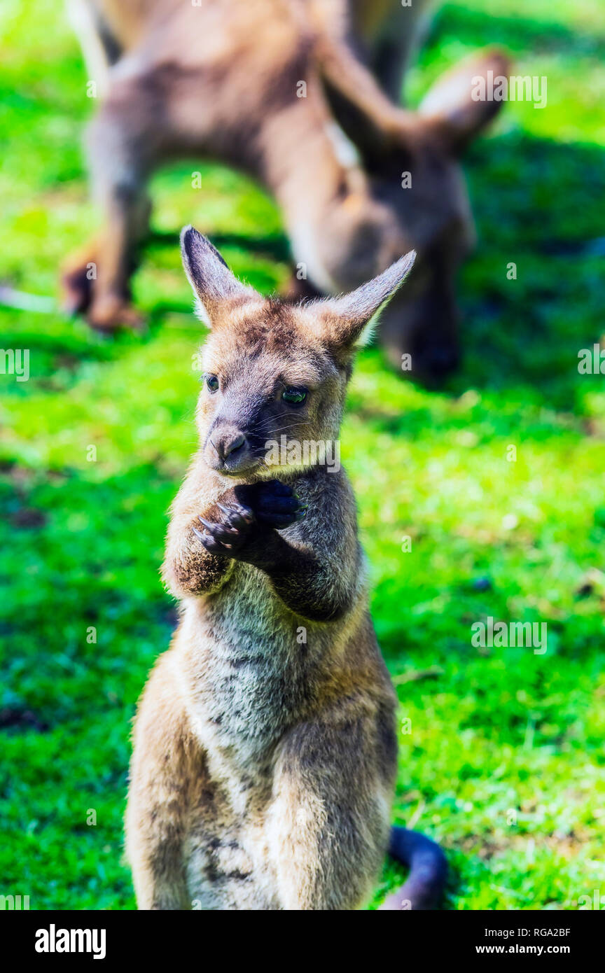 Australia, giovani kangaroo, madre animale in background Foto Stock