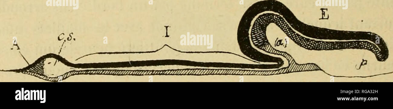 . Bulletins de l'AcadÃ©mie Royale des Sciences, des lettres et des beaux-arts de Belgique. Appreso le istituzioni e società e scienza. Fig. 6.. Fig. 7. Cet embryon Ã©tant le plus intÃ©ressant au point de vue du dÃ©veloppement du mÃ©soblasle, de la corde et de l'Ã©pi- thÃ©lium du tubo digestivo pour lequel nous rÃ©serverons le nom Ã "endoblaste, ce sera lui qui me servira de tipo dans l'exposÃ© que je vais faire de ces processus. Dans cet embryon le mÃ©soblasle, la corde, l'endoblaste. Si prega di notare che queste immagini vengono estratte dalla pagina sottoposta a scansione di immagini che possono essere state migliorano in modo digitale Foto Stock