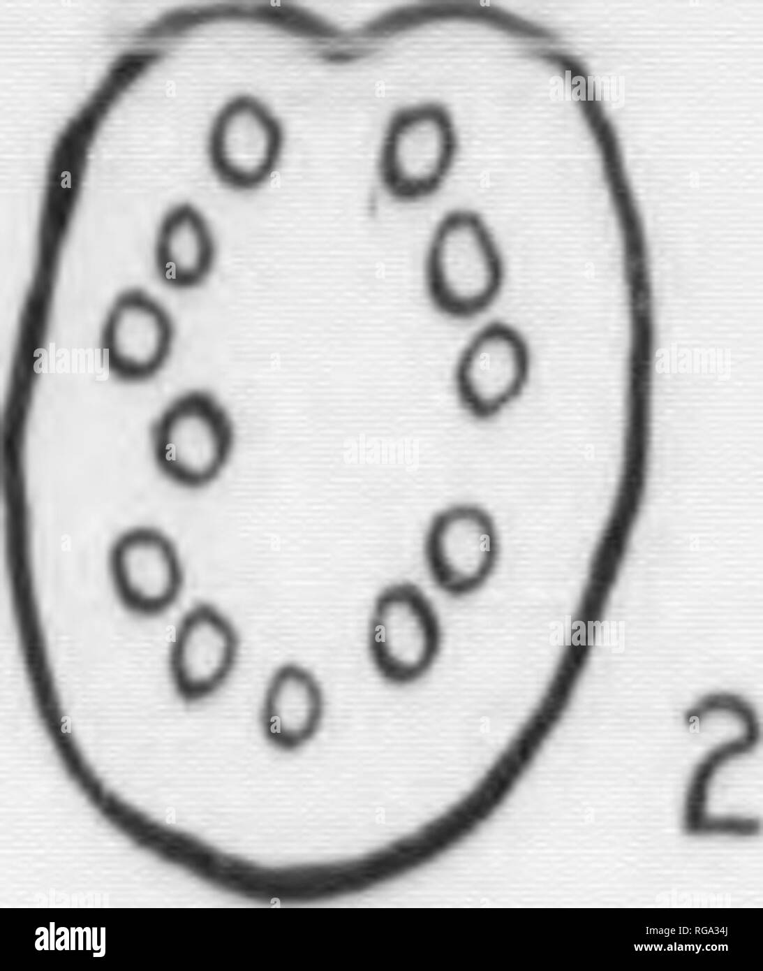 . Bollettino (Pennsylvania Dipartimento di silvicoltura), n. 11. Le foreste e la silvicoltura. 42 essere prontamente rilevato, in quanto lascia presi dallo stesso albero o ramo mostrano spesso una ampia variazione. I margini delle foglie sono spesso più variabile che loro vertici e basi. I tipi più comunemente riconosciuti sono mostrati sulla piastra V. Le figure rappresentano i margini delle foglie semplici, ma i margini dei lembi di composto lascia seguire lo stesso ter- minology. La maggior parte delle foglie della nostra comune alberi da foresta contengono un sistema piuttosto complicato dei fasci fibro-vascolari. Questi fasci fibro-vascolari, noto come vene, f Foto Stock