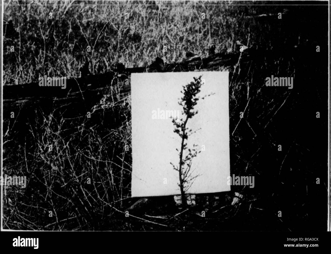 . Bollettino (Pennsylvania Dipartimento delle foreste e delle acque), n. 46-50. Le foreste e la silvicoltura. FiGUKE 1. Terre di rifiuti conservati improduttivo hy liroirKimj cervi. Larffe aree che non può mentire dipendeva da riprodurre Xaturalhf con crescite Satisfactorp di Timher sono mantenute improduttive perché il cervo vietare re- forestazione.. I'lGURE 2. Excessire Croppiiu; piantato alberi di larice. Questa specie fre- &LT;liientftf è Dainaij(d hit liroirsinfi Cervi nella misura del 77% dell'Sumltcr di alberi piantati.. Si prega di notare che queste immagini vengono estratte dalla pagina sottoposta a scansione di immagini che possono essere state enhan digitalmente Foto Stock