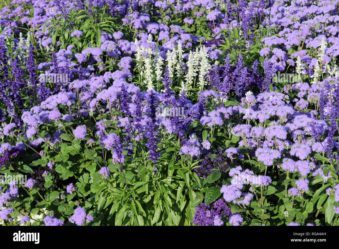 Estate di biancheria da letto di fiori con display a colori misti, compreso il bianco, viola e lilla in un parco con nessuno sfondo. Foto Stock