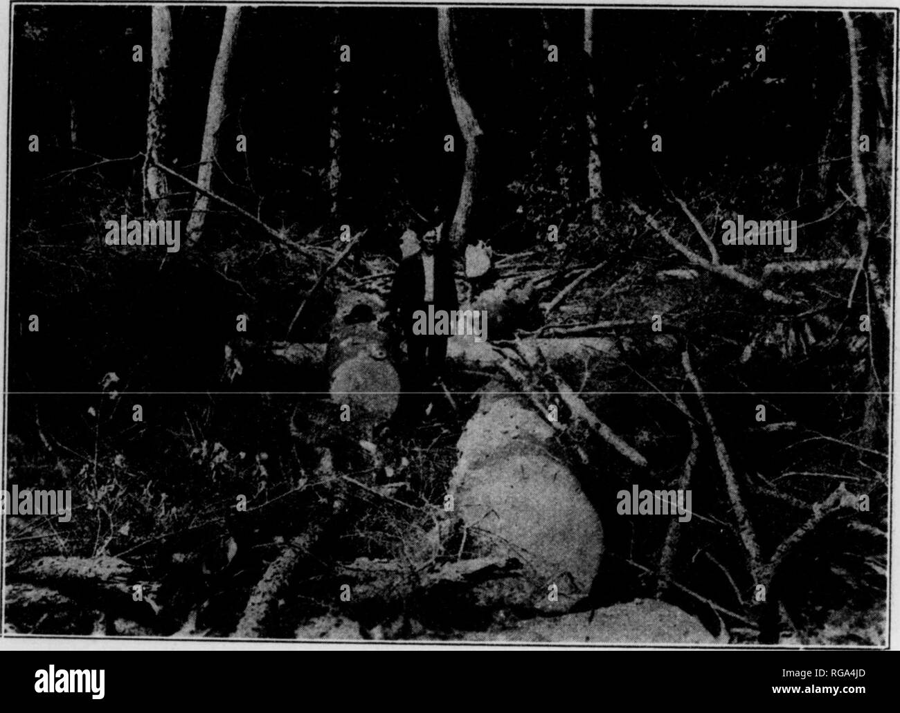 . Bollettino (Pennsylvania Dipartimento delle foreste e delle acque), n. 40-45. Le foreste e la silvicoltura. 16 poster avvertenza: contro pneumatici dovrebbe essere messo sulla bacheca, nella sala da pranzo e la hall e anche attraverso la foresta. Devono essere adottate precauzioni che non gli incendi boschivi risultato dal rifiutare il bruciatore o da camini, fornendo un'adeguata selezione attenta a guardare, e zone di sicurezza. Forniture di Forest Fire Fighting strumenti dovrebbe essere stabilita in posizioni strategiche noto per gli uomini. L'elenco di strumenti dovrebbe includere ricca forest fire fighting tools, pale, torce, lanterne, ginestre, serbatoio a spruzzo Foto Stock . Bollettino (Pennsylvania Dipartimento delle foreste e delle acque), n. 40-45. Le foreste e la silvicoltura. 16 poster avvertenza: contro pneumatici dovrebbe essere messo sulla bacheca, nella sala da pranzo e la hall e anche attraverso la foresta. Devono essere adottate precauzioni che non gli incendi boschivi risultato dal rifiutare il bruciatore o da camini, fornendo un'adeguata selezione attenta a guardare, e zone di sicurezza. Forniture di Forest Fire Fighting strumenti dovrebbe essere stabilita in posizioni strategiche noto per gli uomini. L'elenco di strumenti dovrebbe includere ricca forest fire fighting tools, pale, torce, lanterne, ginestre, serbatoio a spruzzo Foto Stock