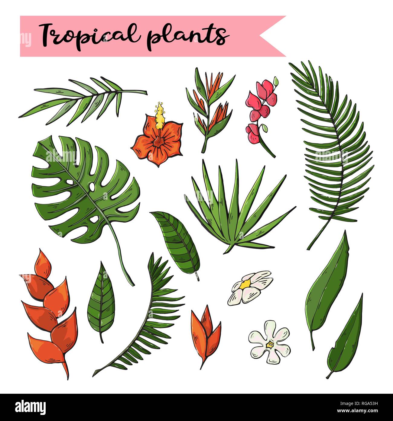 Piante tropicali impostare,raccolta isolati su un bianco Illustrazione Vettoriale