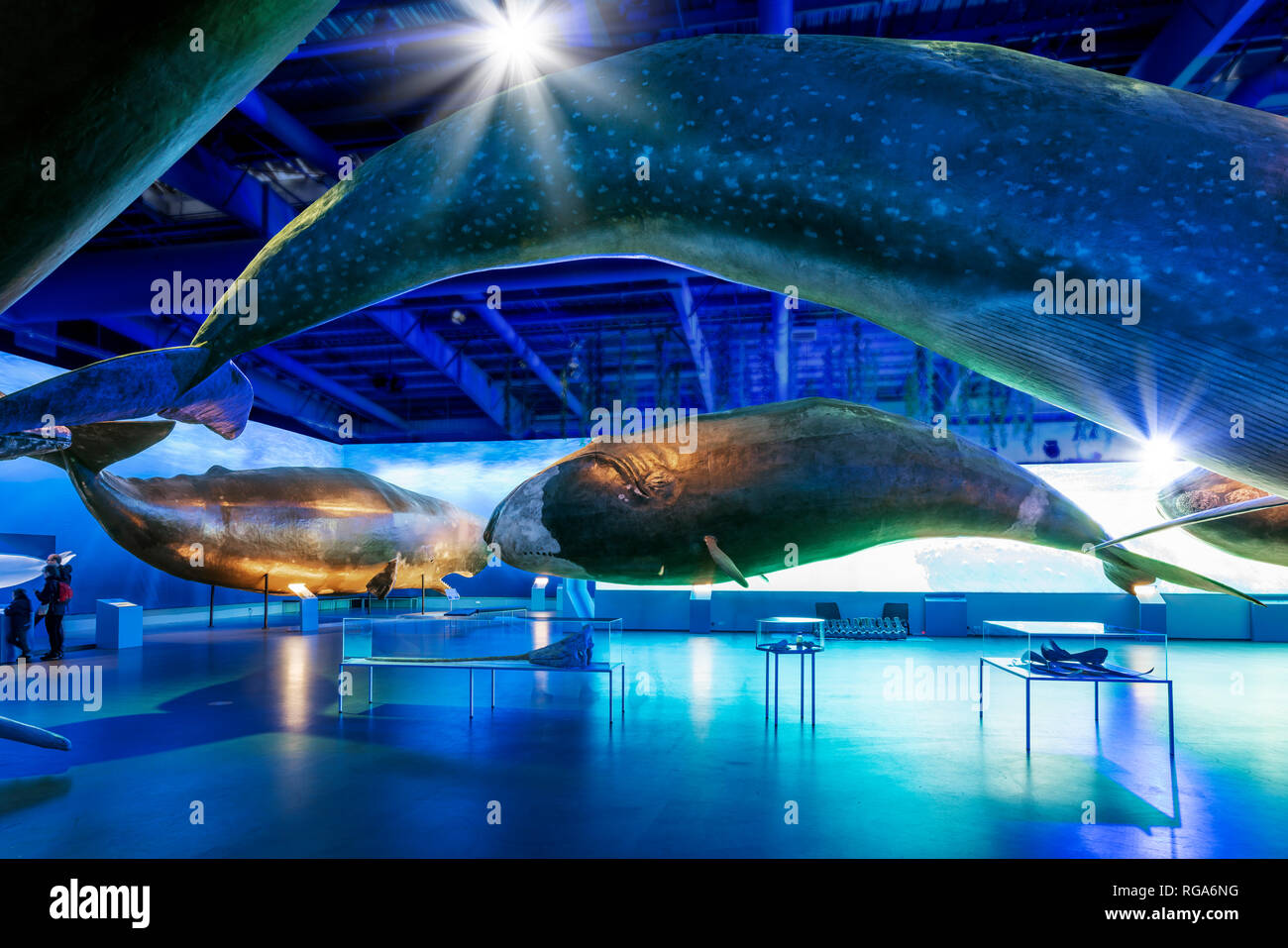 Museo della balena, Reykjavik, Islanda Foto Stock