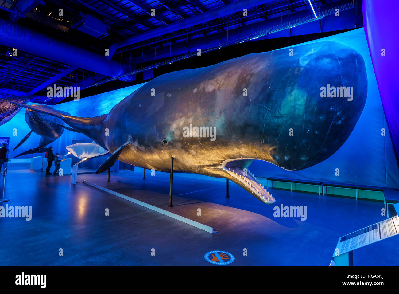 Museo della balena, Reykjavik, Islanda Foto Stock