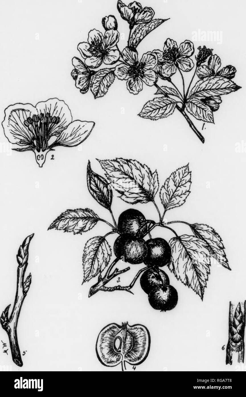 . Bollettino (Pennsylvania Dipartimento di silvicoltura), n. 11. Le foreste e la silvicoltura. m 178 "4 americani CRAB APPLE Pyrus coronaria, Linnaeus OEHirS DESCKIPTIOlf-Thl" genvm emtraoes circa 40 specie di piccoli alberi e arbusti che popolano il nord zona temperata. Circa 10 specie sono nativi per il Nord America e 6 in Pennsylvania. Nessun importante tlnaber alberi sono stati* di questo genere ma alcune nostre importanti alberi da frutta come il ApplfR e pere appartengono qui. Neppure il nostro comune pera e mela comune sono state introdotte dall'Europa. Alcuni autori fanno un genere distinto, rete, per le mele e un altro su Foto Stock