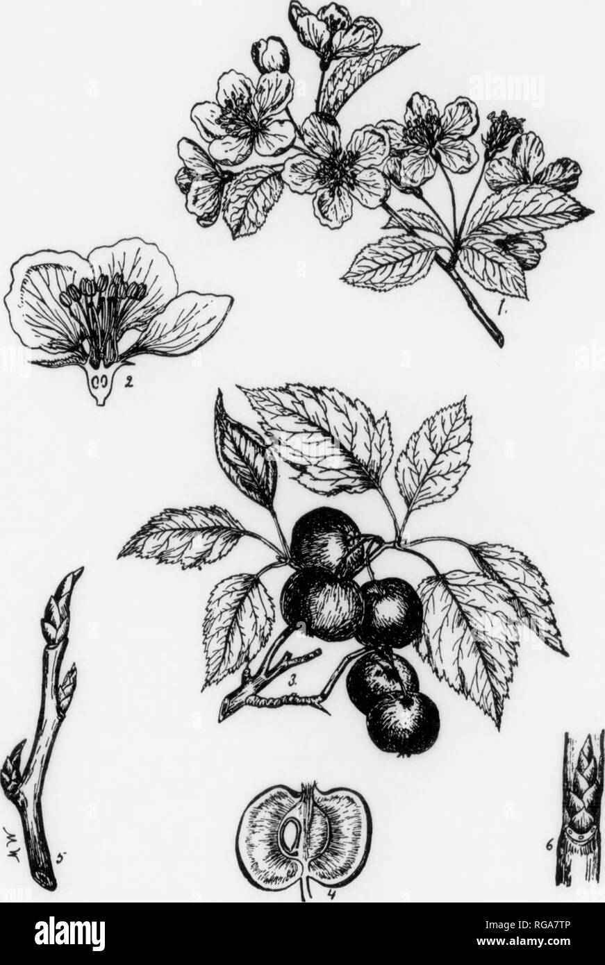 . Bollettino (Pennsylvania Dipartimento di silvicoltura), n. 11. Le foreste e la silvicoltura. 178 AMERICAN CRAB APPLE Pyrus coronaria, Linnaeus genere DESCRIZIONE-questo genere abbraccia circa 40 specie di piccoli alberi e slirubs che popolano il nord zona temperata. Circa 10 specie sono nativi per il Nord America e 6 in Pennsylvania. Nessun importante tlraber alberi sono membri di questo genere ma alcune nostre importanti alberi da frutta come le mele e le pere appartengono qui. Sia il nostro comune pera e mela comune sono state introdotte dall'Europa. Alcuni autori fanno un genere distinto. Malus, per le mele e un altro, Sor Foto Stock