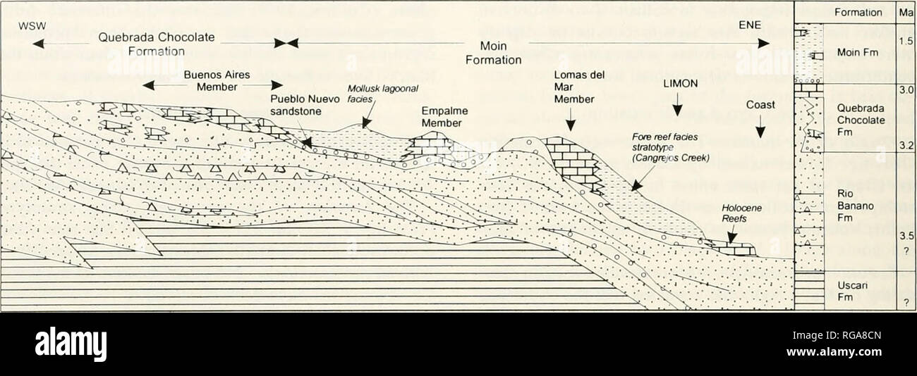 . Bollettini di American paleontologia. 30 Bollettino 357. Text-figura 9.-geologica schematica vista in sezione trasversale attraverso il sud del bacino Limon dal cioccolato Creek al Porto di Limon, leggermente modificato da McNeill et al. (In stampa). (1881) e Taylor (1975), e dato lo stato di formazione da Cassell (1986), Cassell e Sen Gupta (1989a), Coates et al. (1992) e Collins el al. (1995). Il nome Moin quindi ha la priorità su Limon per questa unità. Una recente analisi dettagliata della tomaia Neogene sed- iments della regione immediatamente ad ovest di Limon, che combinati litho- e biostratigraphy con paleomag- netic Foto Stock
