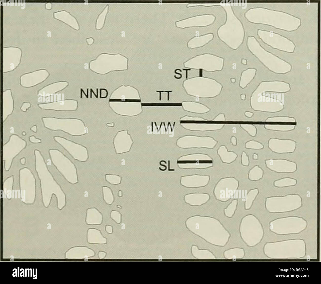 . Bollettini di American paleontologia. . Text-hgure 16.-diagramma schematico di una trasversale sezione sottile realizzato su colonia meandroid forma con la stretta valle larghezze (aree ombreggiate = scheletro, le aree non ombreggiate = spazio vuoto). Lo schema de- picts due valli (al centro a sinistra e in alto a destra in basso) separati da coeno.steum (intervenendo pori). Cinque sono state effettuate misurazioni: IVW. valle larghezza; SL, setto principale lunghezza; ST. maggiore spessore del setto; TT, della teca spessore; e NND. distanza tra valli adiacenti. In aggiunta a questi cinque misurazioni, due distanze (mm) estendentesi attraverso setti 10 sono state misurate una Foto Stock