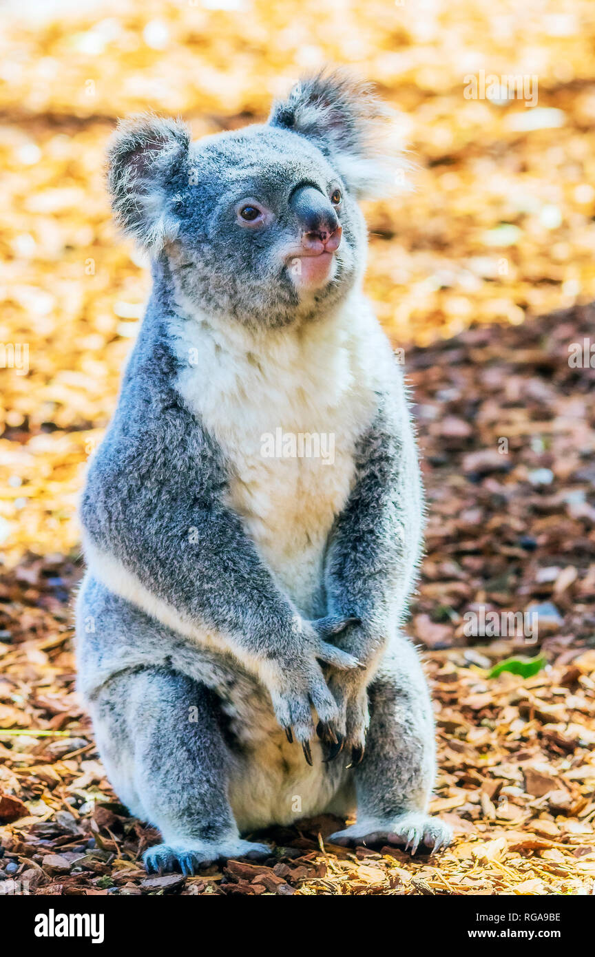 Australia, Korala, Phascolarctos cinereus Foto Stock